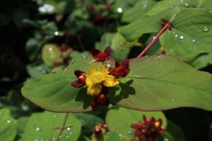 Hypericum androsaemum (1200 x 800)